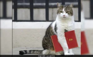 If Larry the Cat Is Your Most Stable Leader, You Might Need Jesus